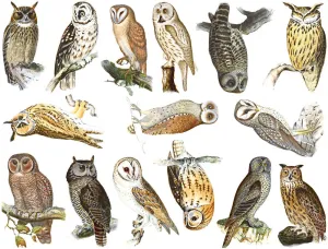 Colorful Owls Decal- Food Safe