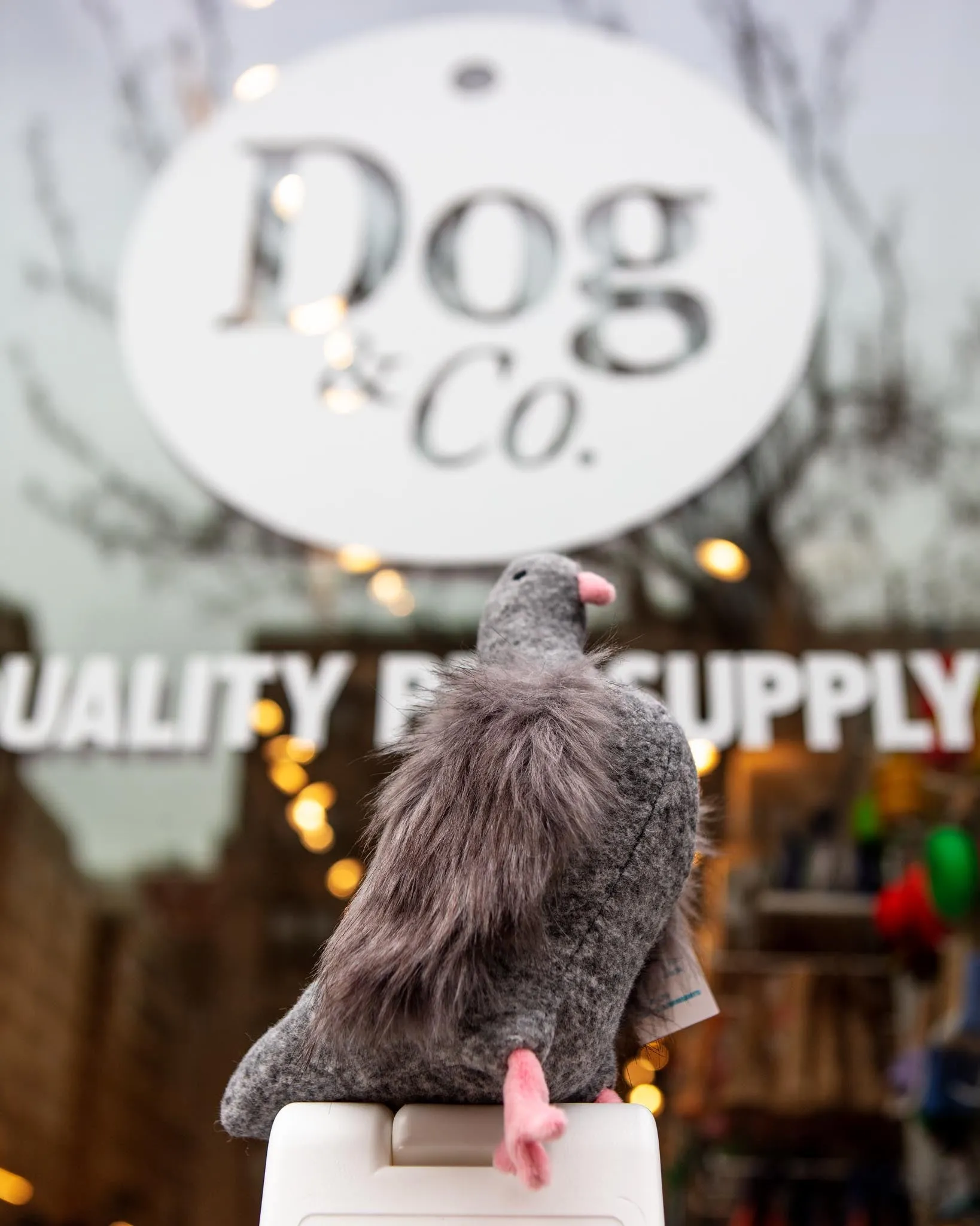 Pecky Pigeon Squeaky Dog Toy