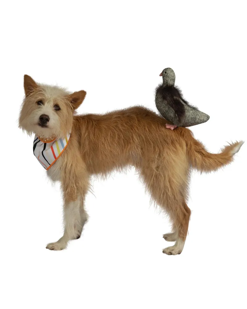 Pecky Pigeon Squeaky Dog Toy